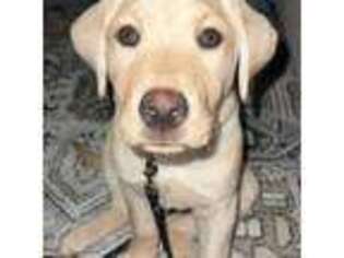Labrador Retriever Puppy for sale in Rockingham, NC, USA