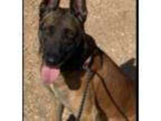 Belgian Malinois Puppy for sale in Hagerman, NM, USA