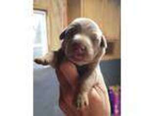 Doberman Pinscher Puppy for sale in Willow Springs, MO, USA