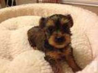 Yorkshire Terrier Puppy for sale in BRENHAM, TX, USA