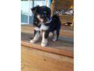 Chihuahua Puppy for sale in Parrottsville, TN, USA