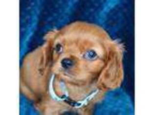 Cavalier King Charles Spaniel Puppy for sale in Greensboro, NC, USA