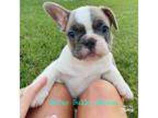 French Bulldog Puppy for sale in Terrell, TX, USA