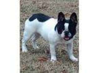 French Bulldog Puppy for sale in Millport, AL, USA