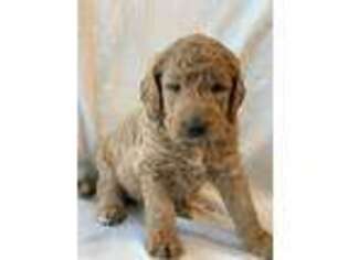 Labradoodle Puppy for sale in Hope, AR, USA