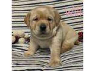 Labrador Retriever Puppy for sale in Lima, OH, USA
