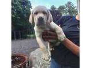 Labrador Retriever Puppy for sale in Rochester, MA, USA