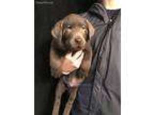 Labrador Retriever Puppy for sale in Cookeville, TN, USA
