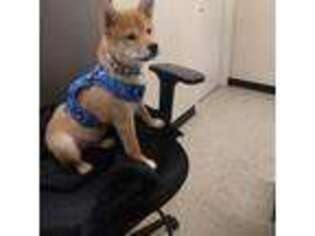 Shiba Inu Puppy for sale in Ashburn, VA, USA