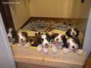 Bearded Collie Puppy for sale in Herington, KS, USA