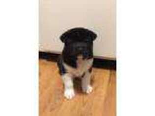 Akita Puppy for sale in Merrillville, IN, USA