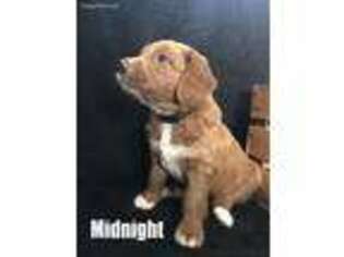Goldendoodle Puppy for sale in Somerville, AL, USA