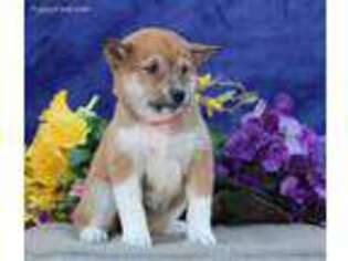 Shiba Inu Puppy for sale in New Providence, PA, USA