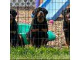Rottweiler Puppy for sale in Gaylord, MN, USA