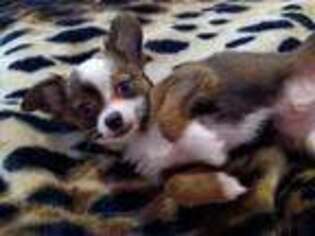 Chihuahua Puppy for sale in Woodbridge, VA, USA