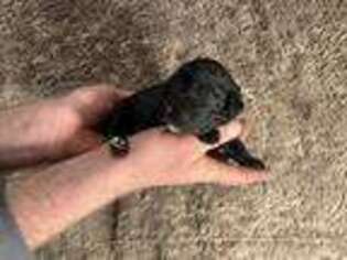 Labradoodle Puppy for sale in Yreka, CA, USA