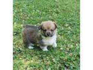 Pembroke Welsh Corgi Puppy for sale in Sparta, TN, USA