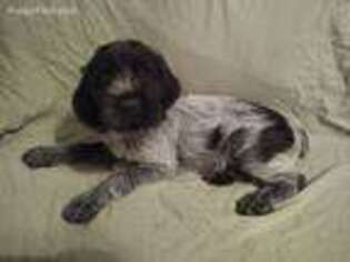 Wirehaired Pointing Griffon Puppy for sale in Springfield, MO, USA