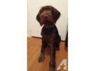 German Wirehaired Pointer Puppy for sale in STATE COLLEGE, PA, USA