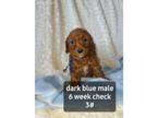 Cavapoo Puppy for sale in Delta, OH, USA