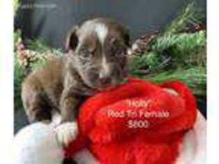 Australian Shepherd Puppy for sale in Raymond, MN, USA