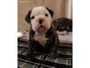 Bulldog Puppy for sale in Gardena, CA, USA