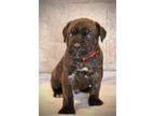 Cane Corso Puppy for sale in Reading, PA, USA