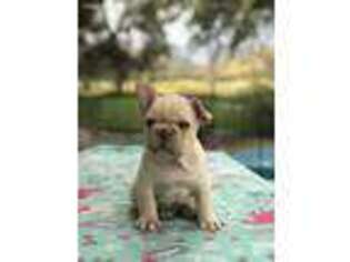 French Bulldog Puppy for sale in Springville, CA, USA