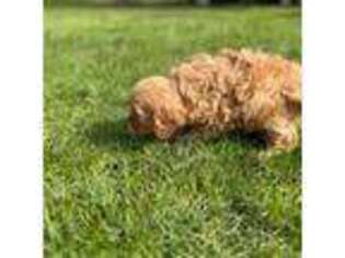 Cavapoo Puppy for sale in Vancouver, WA, USA