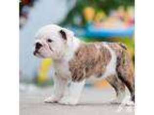 Bulldog Puppy for sale in JUPITER, FL, USA