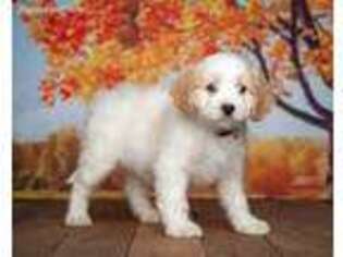 Cavachon Puppy for sale in Saint Joe, IN, USA