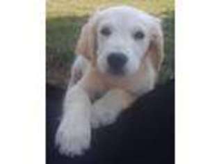 Golden Retriever Puppy for sale in Marshall, AR, USA