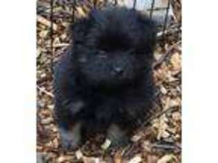 Pomeranian Puppy for sale in Morristown, TN, USA