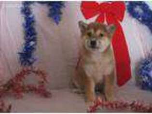 Shiba Inu Puppy for sale in Baltic, OH, USA