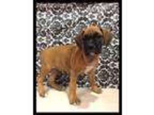 Boxer Puppy for sale in East Meadow, NY, USA