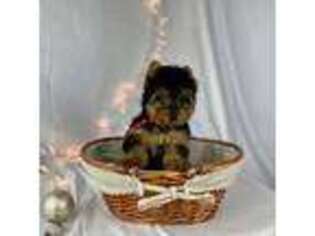 Yorkshire Terrier Puppy for sale in Houston, TX, USA