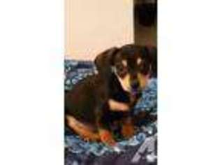 Dachshund Puppy for sale in BELLBROOK, OH, USA