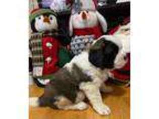 Saint Bernard Puppy for sale in Kaleva, MI, USA
