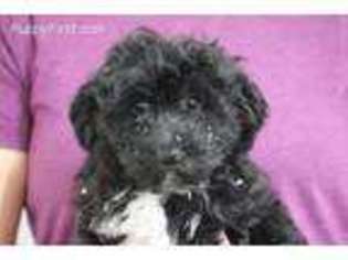 Cavachon Puppy for sale in Quakertown, PA, USA