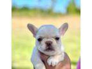 French Bulldog Puppy for sale in Shelton, WA, USA