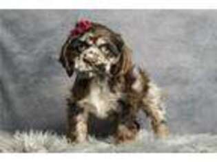 Cocker Spaniel Puppy for sale in Fort Wayne, IN, USA
