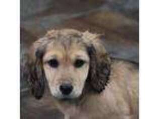 Dachshund Puppy for sale in Oskaloosa, KS, USA