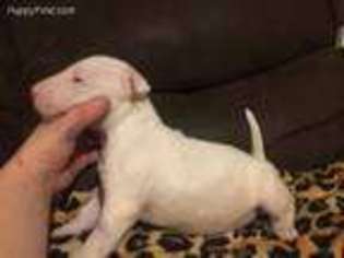 Bull Terrier Puppy for sale in Lamar, CO, USA