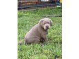 Labrador Retriever Puppy for sale in Beech Island, SC, USA