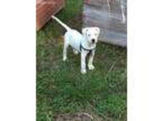 Dogo Argentino Puppy for sale in Jacksonville, NC, USA