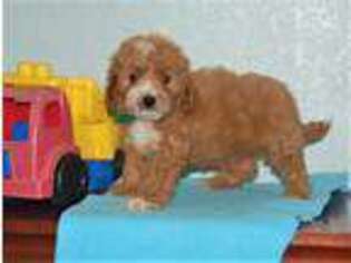 Cavapoo Puppy for sale in Buffalo, KY, USA