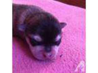 Chihuahua Puppy for sale in NORWALK, CT, USA