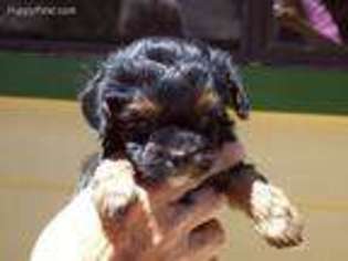 Yorkshire Terrier Puppy for sale in Taylor, AZ, USA