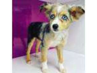 Miniature Australian Shepherd Puppy for sale in Miami, FL, USA