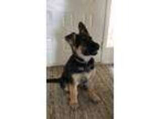 German Shepherd Dog Puppy for sale in Purcellville, VA, USA